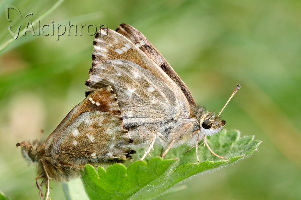 Carcharodus alceae