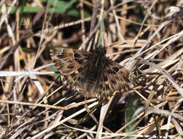Carcharodus alceae