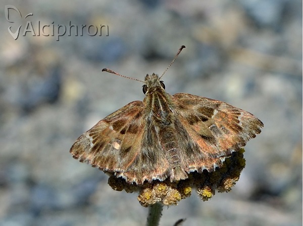 Carcharodus alceae