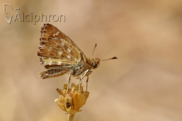 Carcharodus alceae