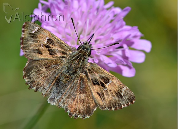 Carcharodus alceae