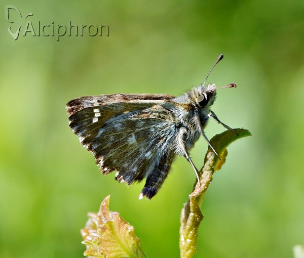 Carcharodus alceae