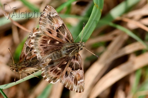 Carcharodus alceae