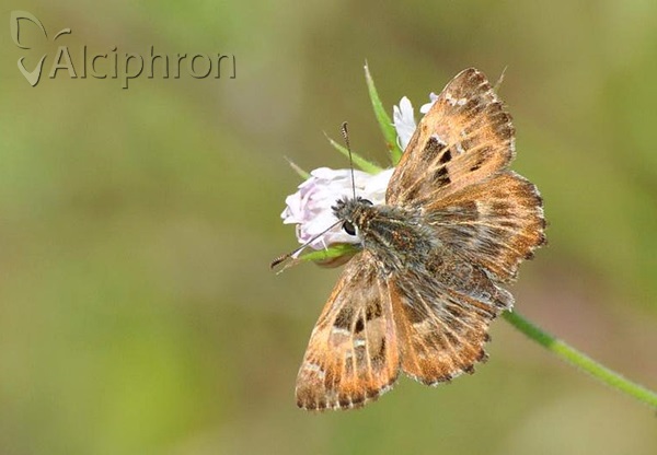Carcharodus alceae