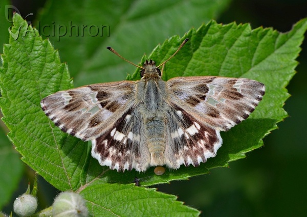 Muschampia lavatherae