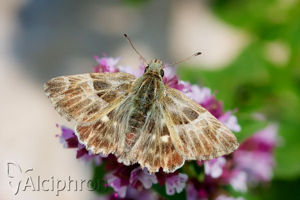 Muschampia orientalis