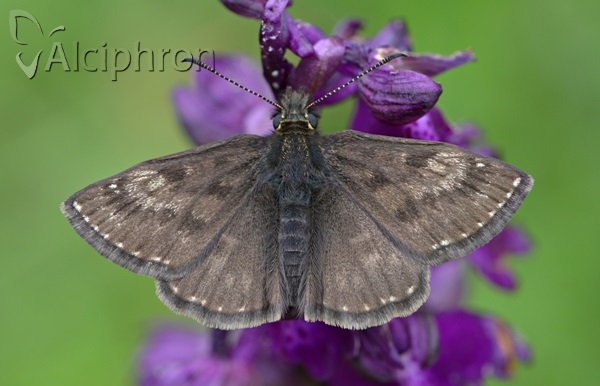 Erynnis tages
