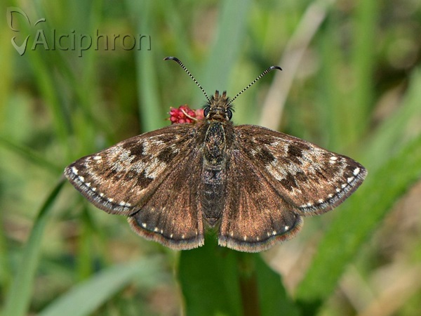 Erynnis tages