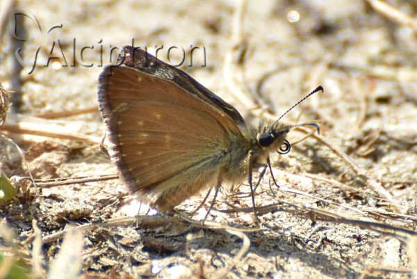 Erynnis tages