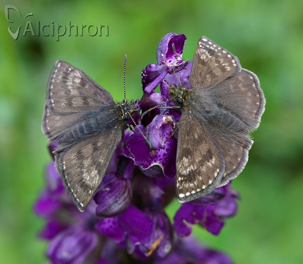 Erynnis tages