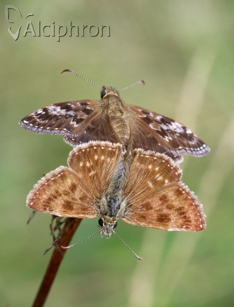 Erynnis tages