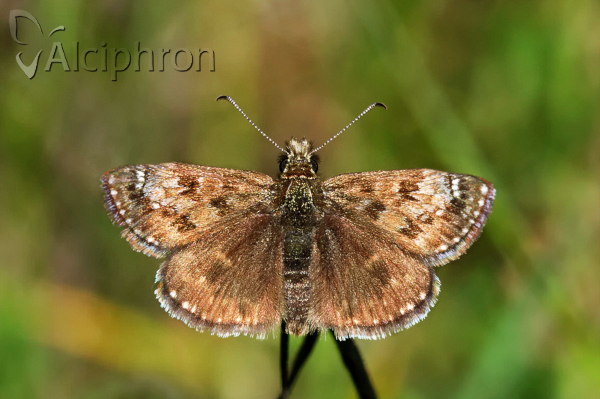Erynnis tages