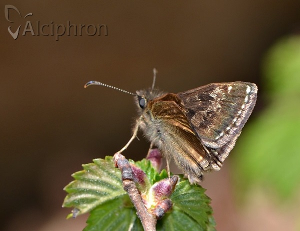 Erynnis tages
