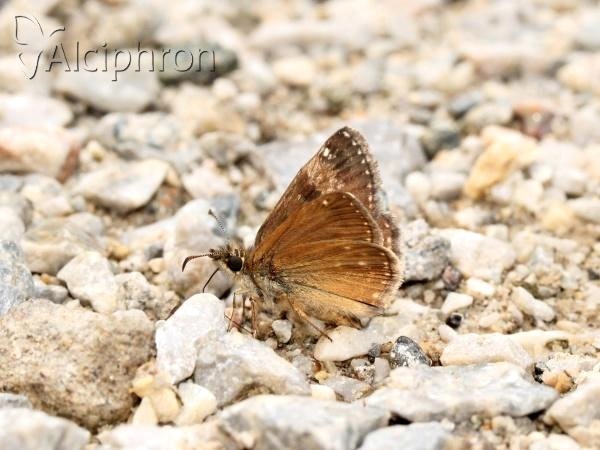Erynnis tages