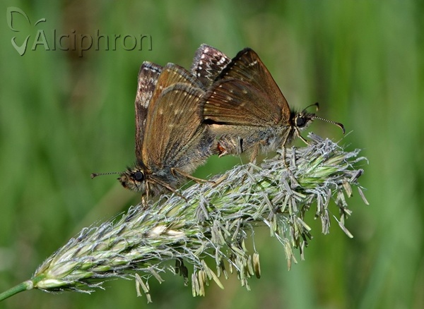 Erynnis tages