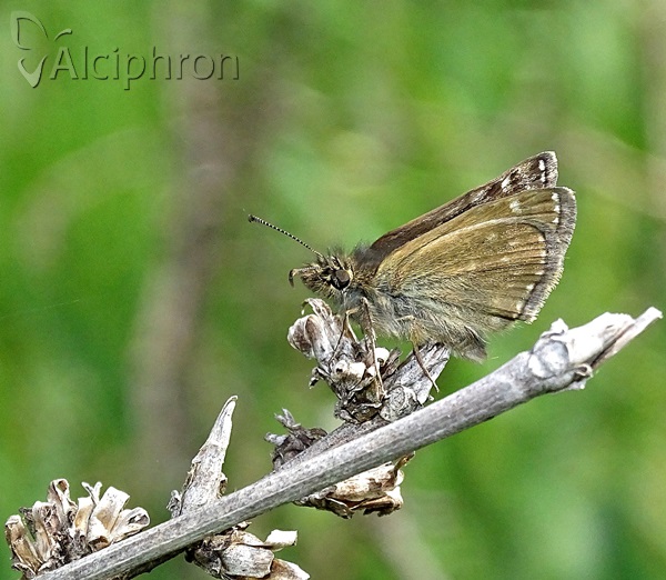 Erynnis tages