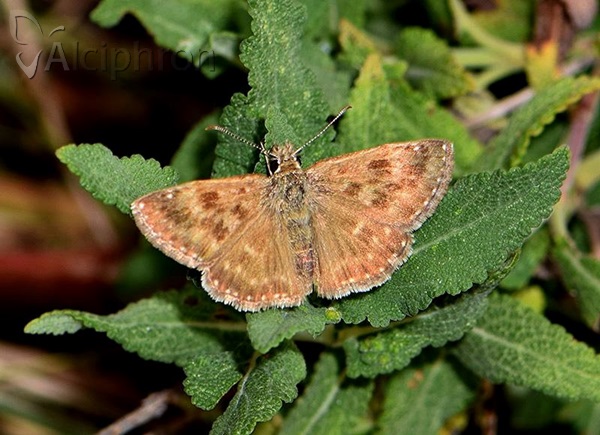 Erynnis tages