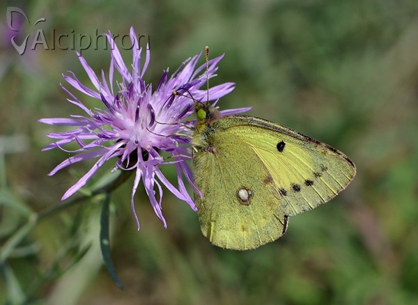 Colias erate