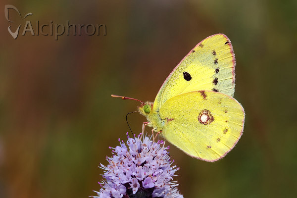 Colias erate