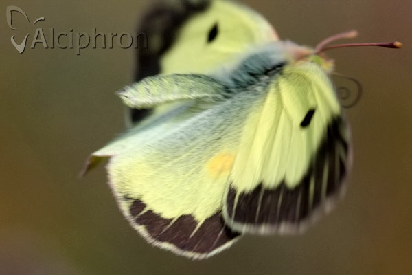 Colias erate