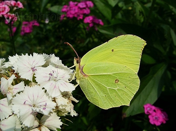 Gonepteryx rhamni