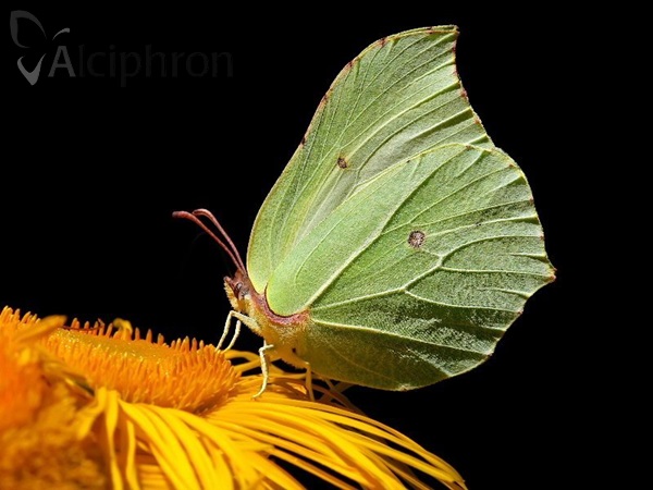 Gonepteryx rhamni