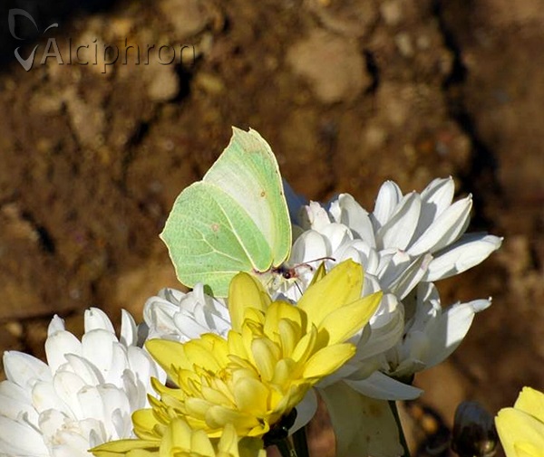 Gonepteryx rhamni