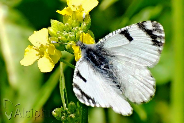 Euchloe ausonia
