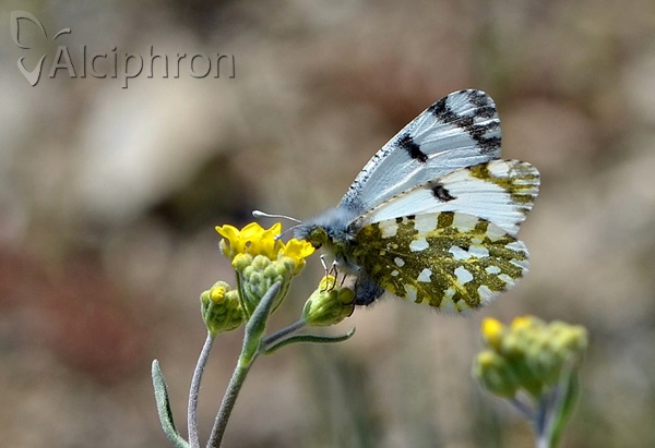 Euchloe ausonia
