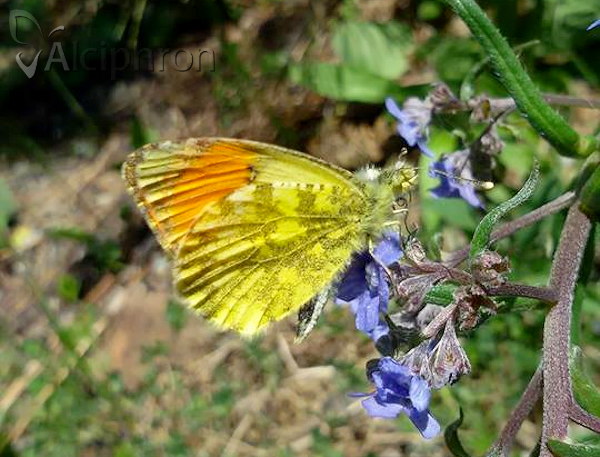 Anthocharis damone