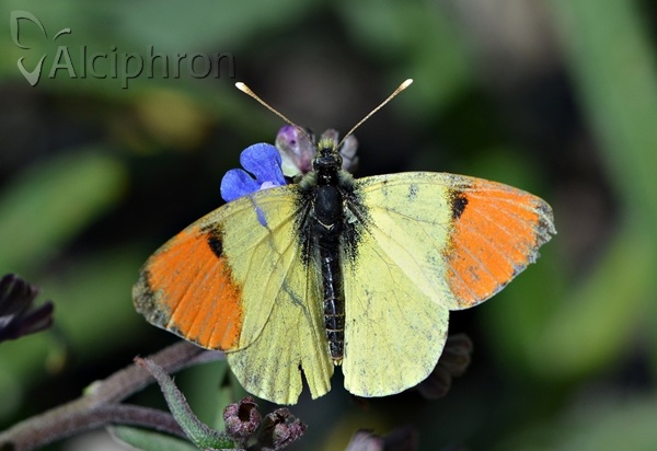 Anthocharis damone
