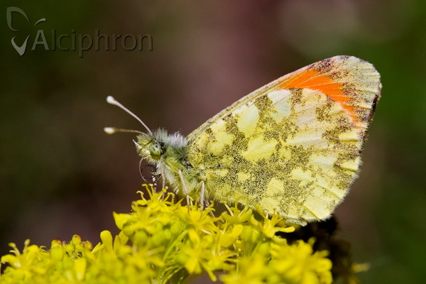 Anthocharis damone