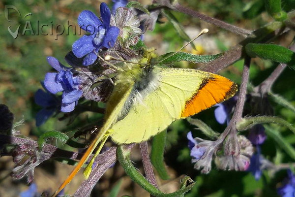 Anthocharis damone