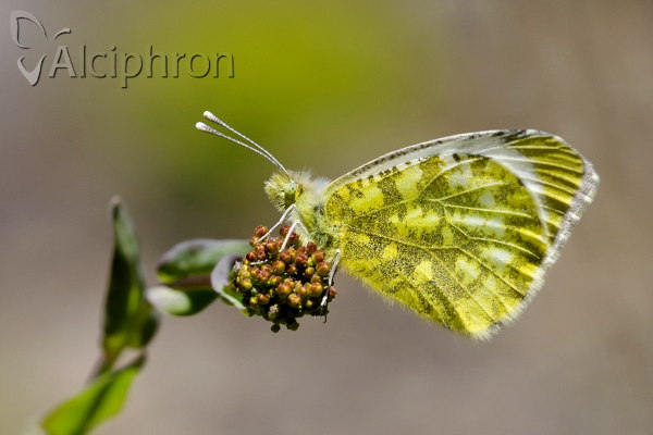 Anthocharis damone
