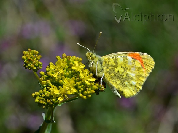 Anthocharis damone