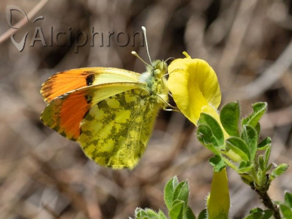 Anthocharis damone