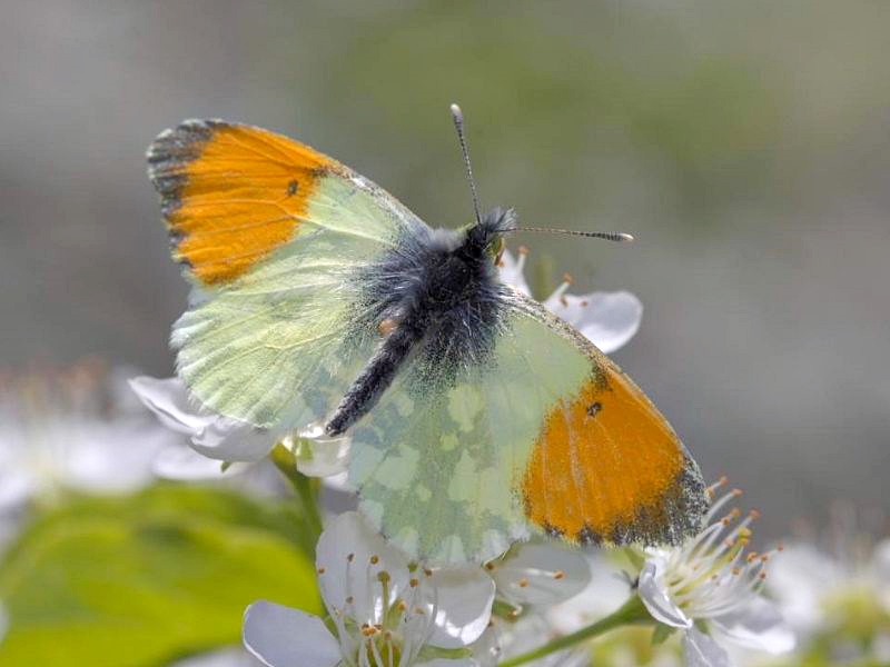 Anthocharis gruneri