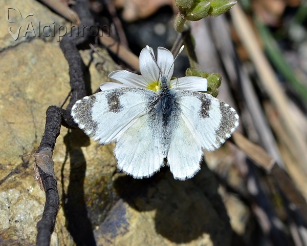 Anthocharis gruneri