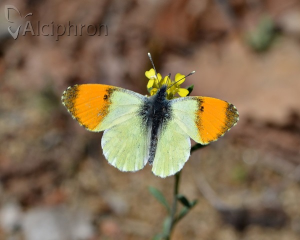 Anthocharis gruneri