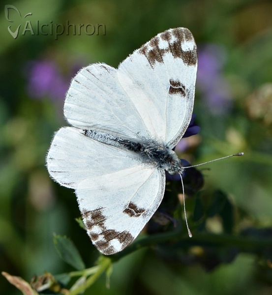 Pontia edusa