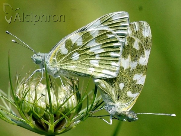 Pontia edusa