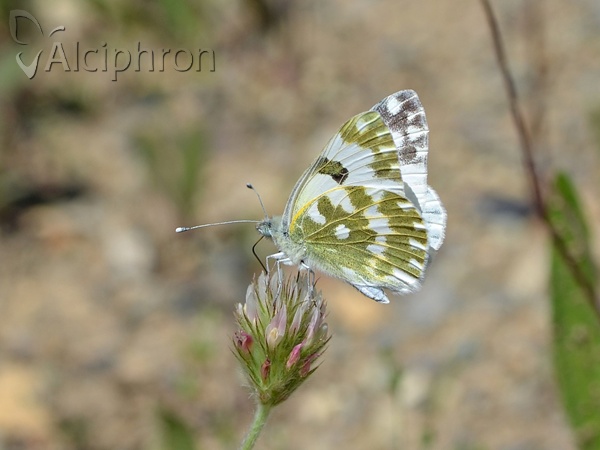 Pontia edusa