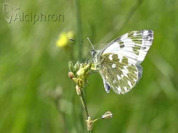 Pontia edusa
