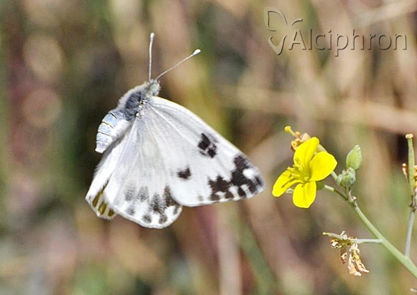 Pontia edusa