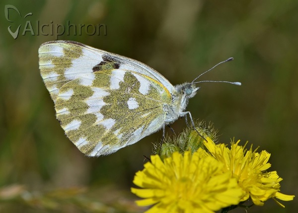 Pontia edusa