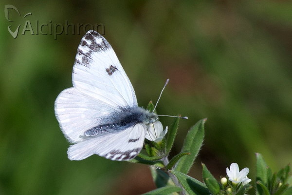 Pontia edusa