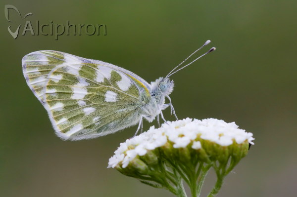 Pontia edusa