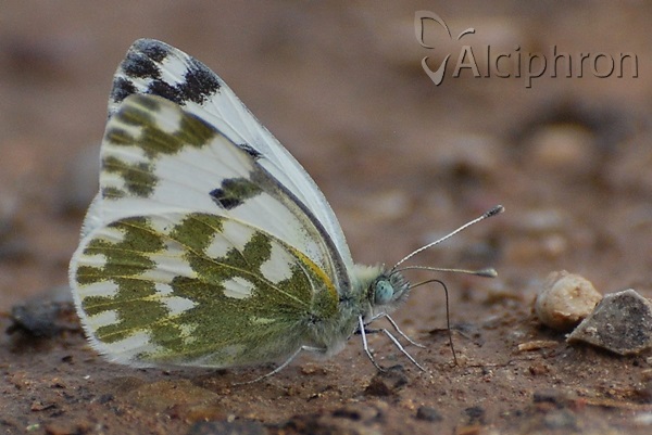 Pontia edusa