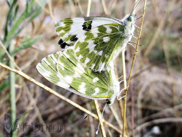 Pontia edusa