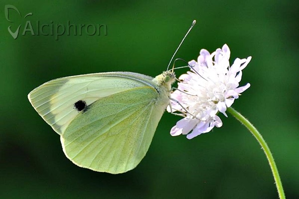 Pieris brassicae